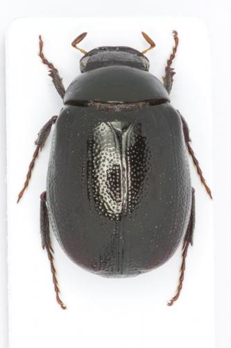 Apogonia sp.